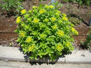 跡見群芳譜(野草譜 キリンソウ)